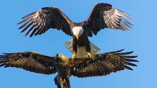 Bald Eagle VS Golden Eagle