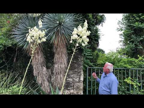 Βίντεο: Cold Hardy Yucca Varieties: Καλλιέργεια φυτών Yucca στους κήπους της Ζώνης 4