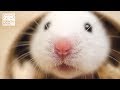 ゆっくりポポコ。【ゴールデンハムスター】/Hamster POPOCO, slow motion.