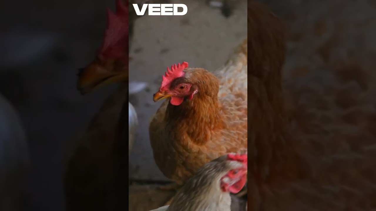 "Unlocking Massive Profits from Egg Production in 2025 – The Ultimate Guide to Smart Layer Farming"