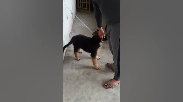 Max ki saitani Max Jerman shepherd