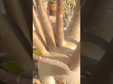 Adenium Arabicum Plant