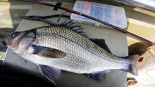 Fishing for Trophies - WORLD RECORD WHITE PERCH - Incredible Fishing!!!