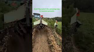 Peanuts: From Underground to Sun-Dried! ​#farming #satisfying #peanuts  #harvest #oddlysatisfying