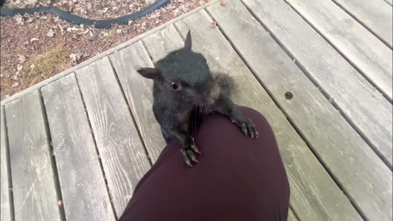 Squirrel Mating Day Rituals and Sounds YouTube