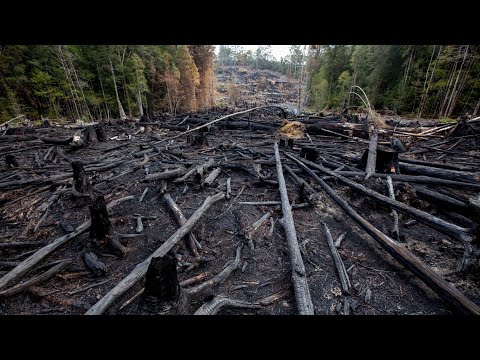 Video: Zakaj na gozdove prizadenejo vojne v točkah?