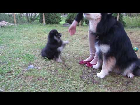 Video: Kuurojen koirien koulutus