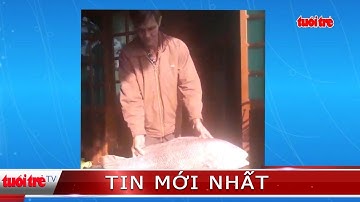 ⚡ Tin mới nhất | Ngư dân bắt được cá sủ vàng nặng đến 8kg