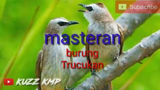 MASTERAN TRUCUKAN ROPEL||masteran trucukan ropel panjang screenshot 5