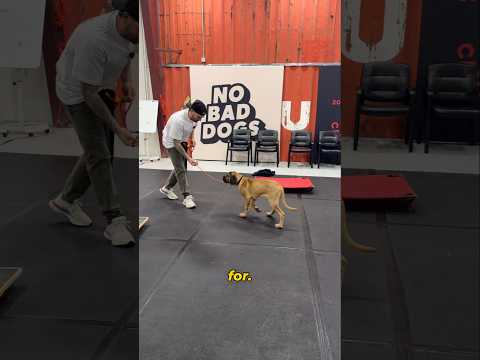 The 4 puppy commands every dog owner must teach first