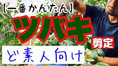ツバキ剪定 切り枝で剪定方法を解説します Pruning Of Camellia Youtube ツバキ剪定 切り枝で剪定方法を解説します Pruning Of Camellia Youtube
