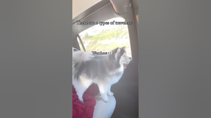 It's a blessing and a curse 🤩 #travel  #funny #dog