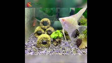 Albino angelfish - Cá thần tiên bạch tạng