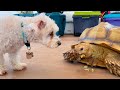 PUPPY MEETS A TURTLE!!