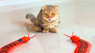 Kitten Meets Giant Centipedes For The First Time