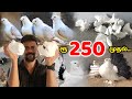 ரூ250 முதல்..Pigeon For Sales/Fancy Pura/Pigeon Price list/Nanga Romba Busy/NRB.