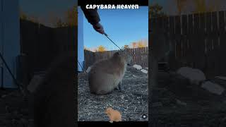 Happy Cappy 😊 #bliss #animals #capybara #shortsvideo #shorts #shortsfeed