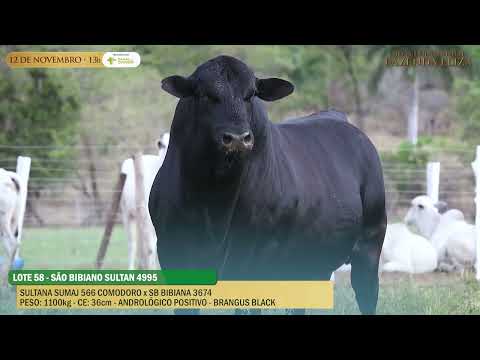 LOTE 58   BIBIANO SULTAN    4995