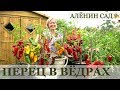 Чудо как хорош! / Выращивание перца в ведрах / Огород в контейнерах