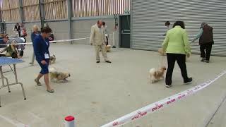 Finlay the Tibetan Spaniel at Reading by Carlton Hall 45 views 5 years ago 31 seconds