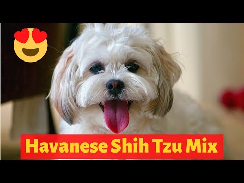 Video: Ero Havanese Ja Shih Tzu