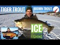 Ice fishing tiger trout  brown trout