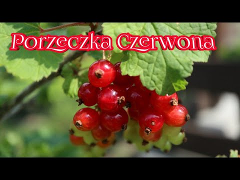 Wideo: Korzyści I Szkody Z Czerwonej Porzeczki