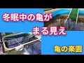 冬眠中の亀がまる見え 亀の楽園 岡山