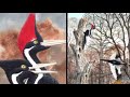 Ivory Billed Woodpecker Returns from Extinction