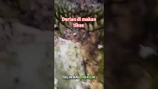 lucu ngakak, sudah di makan tikus duluan apes banget. #durian #durianindonesia  #lucu