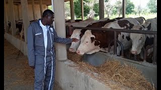 Coopex Montbeliarde, le Cameroun mise sur la Montbéliarde pour produire + de lait Reportage France2