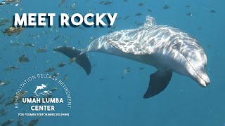 Meet Rocky | Adopt A Dolphin