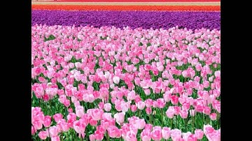 سورة البروج سعود الشريم