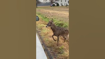 Chronic waste disease/ Somerset County