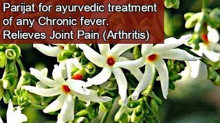 Medicinal Benefits Of Parijat (हरसिंगार) | Miracle Treatment For Arthritis /Chronic Fever (Eng Subs) Medicinal Benefits Of Parijat (हरसिंगार) | Miracle Treatment For Arthritis /Chronic Fever (Eng Subs)