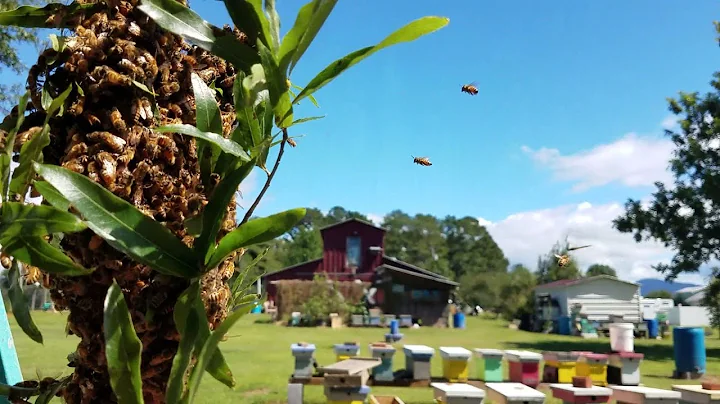How To Get a Late Fall Swarm Through The Winter