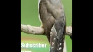 SUARA BURUNG WIK WIK