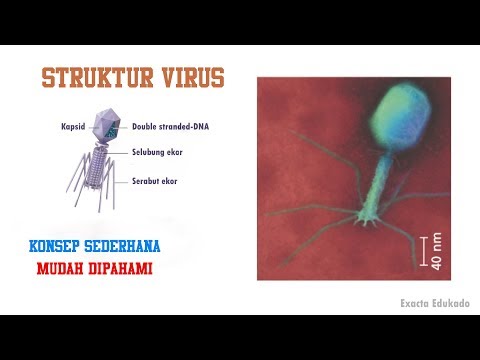 STRUKTUR VIRUS