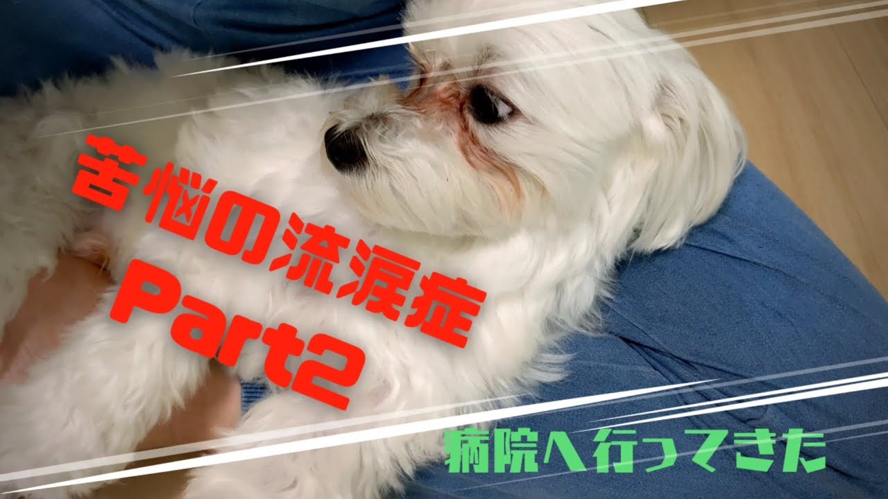 Part2、努力しても治らなかった流涙症（涙やけ）を専門医療に託してみた。（マルチーズのナッツ編）