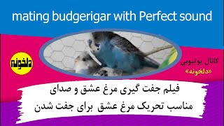 فیلم جفت گیری مرغ عشق و صدای مناسب تحریک مرغ عشق برای جفت شدن-mating  budgerigar with Perfect sound