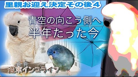 インコオウム里親 Youtube