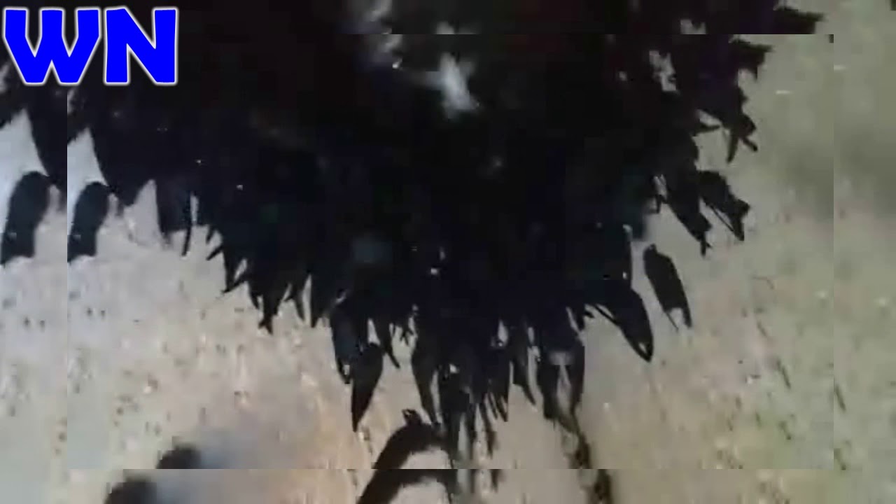 Rumah Burung Sriti 8 Kg Setiap Kali Panen Youtube