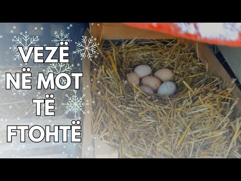 Video: Çfarë është një wyandotte e kuqe me lidhëse blu?