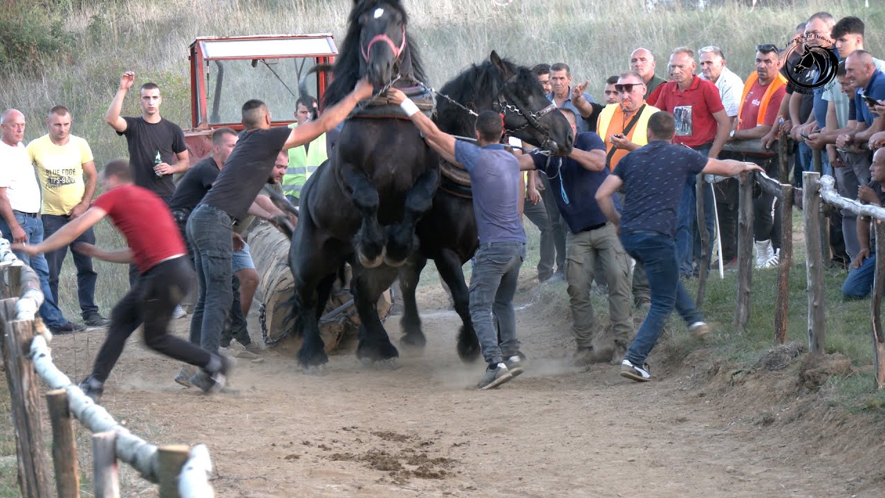 - CIGAN I SOKO NA TERETU ŠAMPIONI SRENJE U KULI -