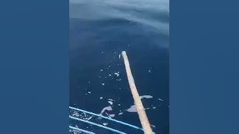 Trời đày Fishing ! Câu cá biển ! Câu mú quạ quạ quạ