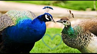 How peacock cares for a female