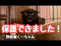 やっと野良猫くーちゃんを保護できました！里親募集