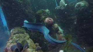 Go underwater with the Oregon Zoo dive team