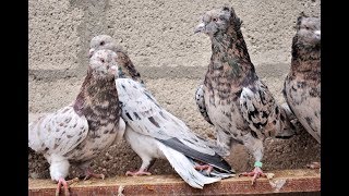 Настоящие БАКИНСКИЕ голуби - Оператор удивлен от увиденного ( Stirbu Vitalie , Moldova )