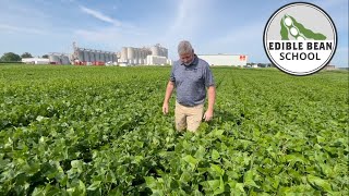 Edible Bean School: Breeding new varieties that make a difference